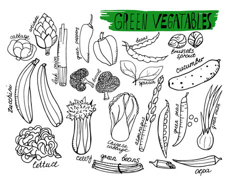 Green vegatables. Hand drawn outline vector objects