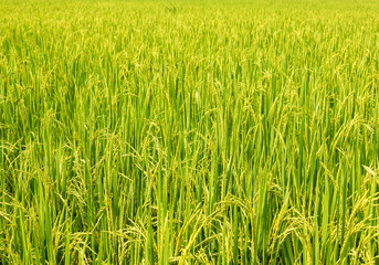 rice field