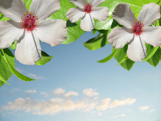 Hibiscus flower on the background of the sky 