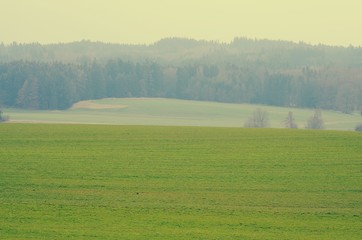 Wald und Wiesen
