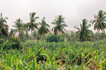 Banana plantation landscape