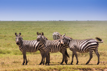 Fototapeta na wymiar Herd of zebras on african savannah