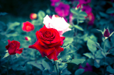 Fototapeta na wymiar Colorful red rose in the garden.