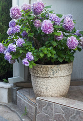 Fototapeta na wymiar hydrangea in pot outdoor