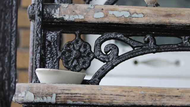 M&eacute;sange &agrave; t&ecirc;te noire