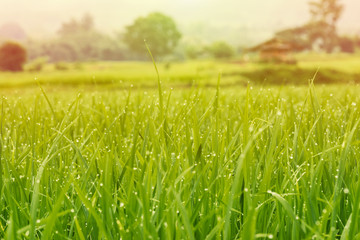 Green and yellow wheat field on sky background