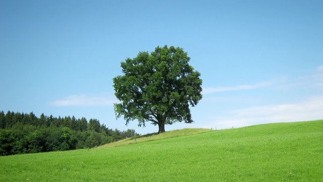 tree in the meadow time lapse