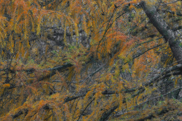 Złocisty modrzew © Tomek Kiecana