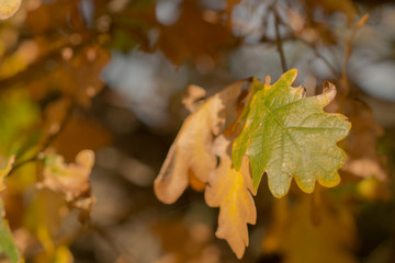 Detailed view of beautiful green oak leaves 