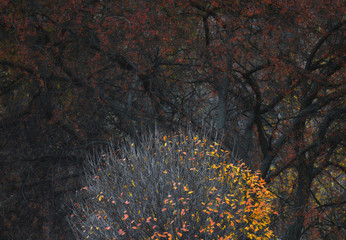 Jesienny krzew © Tomek Kiecana