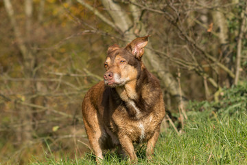 Fototapeta na wymiar Dog standing on a meadow and looks aside