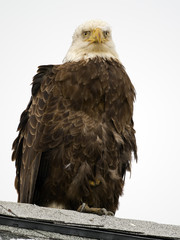 Bald Eagle 
