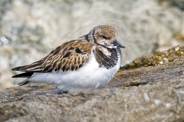 Ruddy Turnstone sitting on the jetty