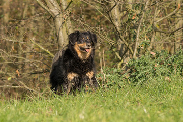 Dog standing on a meadow and looks curious