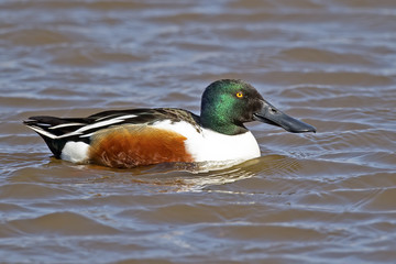 Male Northern Shoveler Duck