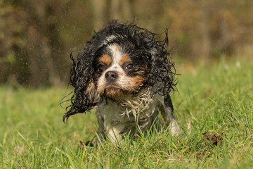 Fototapeta premium Cavalier King Charles dog shaking itself dry