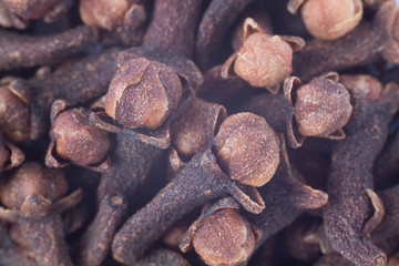 clove macro Syzygium aromaticum