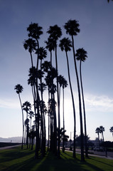 PALM TREES,SANTA BARBARA,CALIFONIA