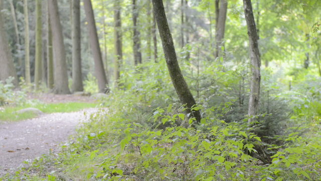 Cyclist Riding Mountain Bike on a Forest Track - fast ride
