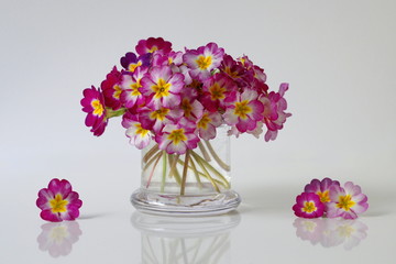 Bouquet of colorful primula flowers in a vase. Spring primula, primrose, polyanthus flowers in a vase.