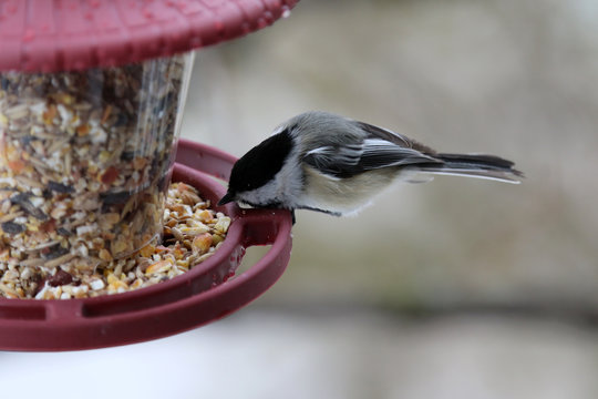 M&eacute;sange &agrave; t&ecirc;te noire