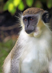 BARBADOS GREEN MONKEY