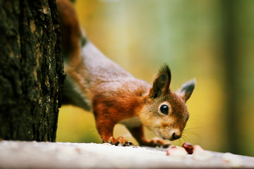 Red squirrel sniffing nuts laying on feeder in park