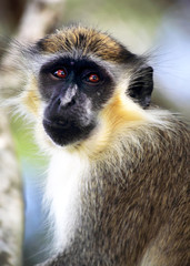 BARBADOS GREEN MONKEY