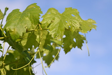 grüne Weinblätter und blauer Himmel