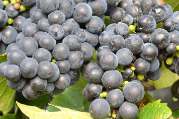Spätburgunder - erntereif aus Pfaffenweiler / Baden / Deutschland	