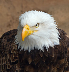 Obraz premium Head of an eagle.