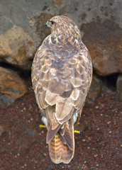 Back of the an eagle.