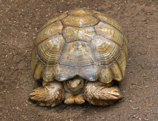 Turtle in the garden.