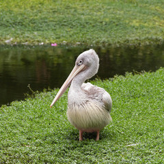 Pelican in the garden.