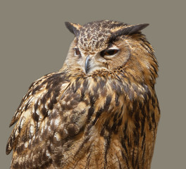 Natural big owl.