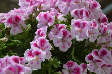 Il Geranio imperiale