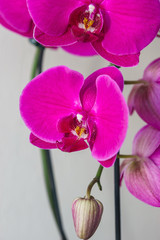 Phalaenopsis flowers (orchid) with a bud