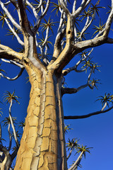 Quiver Tree Forest Namibia