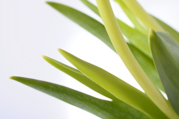 Green stew of tulip flower