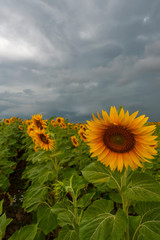 Sunflower field before the storm