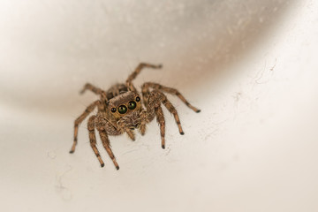 The little spider