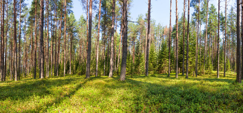 Fototapeta Letnia panorama lasu sosnowego