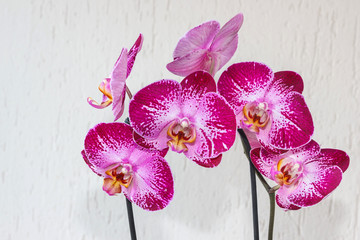 Pink spotted phalaenopsis flowers group - obrazy, fototapety, plakaty