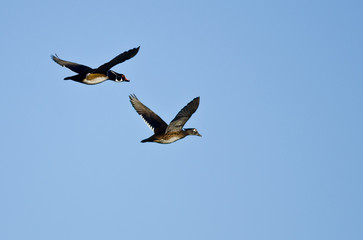 Pair of Wood Ducks Flying in a Blue Sky