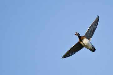 Lone Female Wood Duck Flying in a Blue Sky