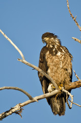 Young Bald Eagle Surveying the Area While Perched High in a Barren Tree
