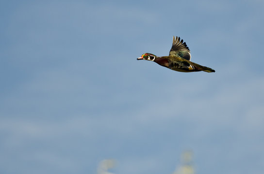 Male Wood Duck Flying in a Blue Sky