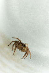 The little spider