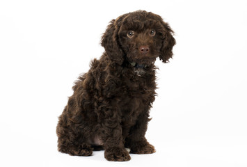 SPROODLE OR SPRINGERPOO PUPPY DOG