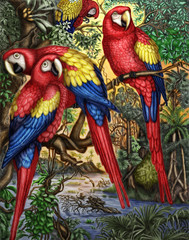 This is a Original digital painting of Scarlett Macaw Parrots.